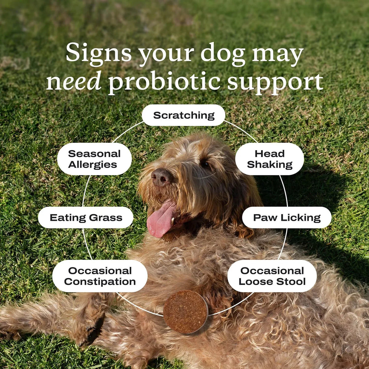 Probiotic Chews for Dogs - Probiotics for Gut Health, Occasional Diarrhea, Digestive Health & Seasonal Allergies, Beef Flavor